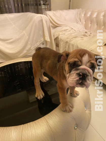 English Bulldog Puppy